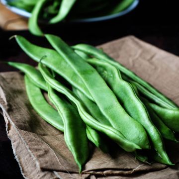 Stamsnijboon Roma 2 - Vilmorin