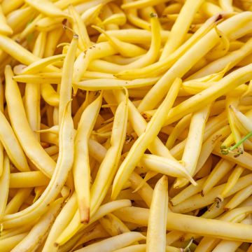 Stamslaboon Kinghorn