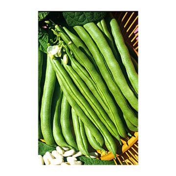 Stokdopboon Soissons grote witte