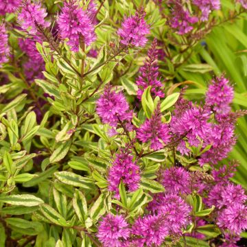 Hebe Celebration - Struikveronica