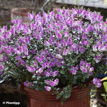 Hebe Garden Beauty Purple - Struikveronica