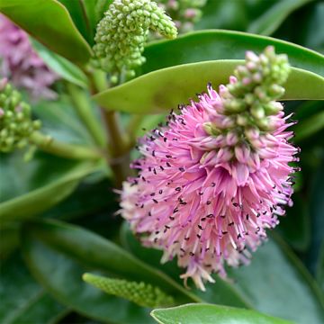 Hebe addenda Linda - Struikveronica