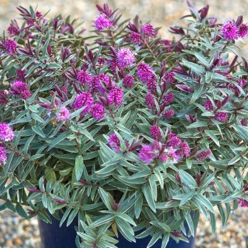 Hebe Marilyn Monroe - Struikveronica