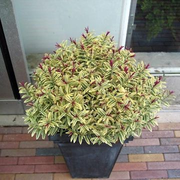 Hebe Orphan Annie - Struikveronica