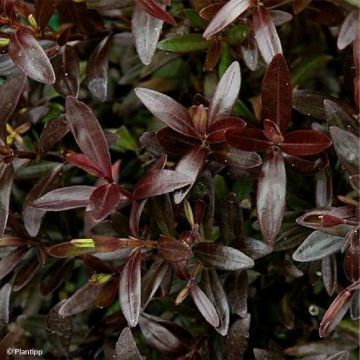 Hebe Turkish Delight - Struikveronica