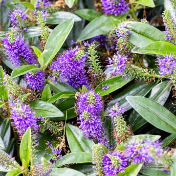 Hebe Blue Gem - Struikveronica