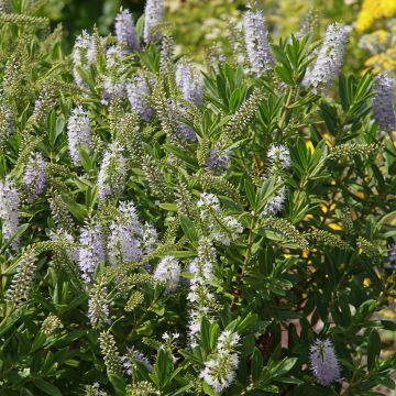 Hebe Wiri Image - Struikveronica