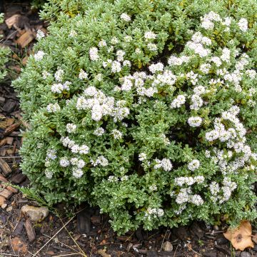 Hebe topiaria - Struikveronica