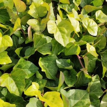 Hedera algeriensis - Algerijnse klimop