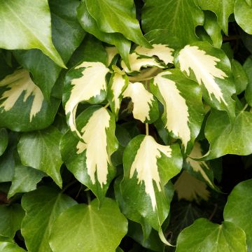 Hedera colchica Sulphur Heart - Colchische klimop