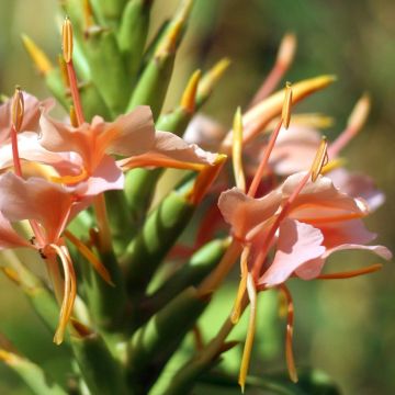 Hedychium Elizabeth - Gemberlelie