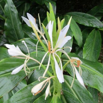 Hedychium forrestii - Gemberlelie