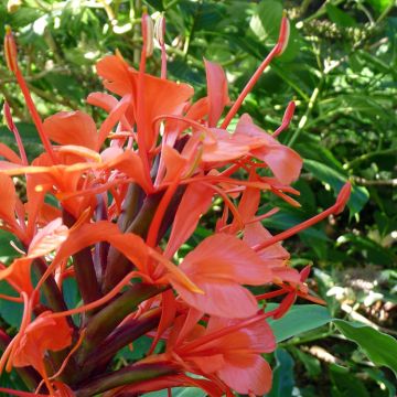 Hedychium deceptum - Gemberlelie