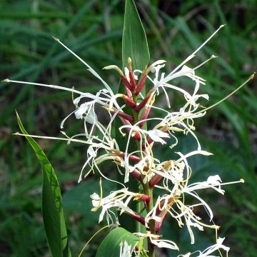 Hedychium villosum tenuiflorum - Gemberlelie