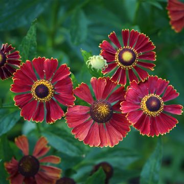 Helenium autumnale Helena Red Shades - Zonnekruid