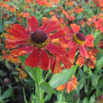 Helenium Baudirektor Linne - Zonnekruid