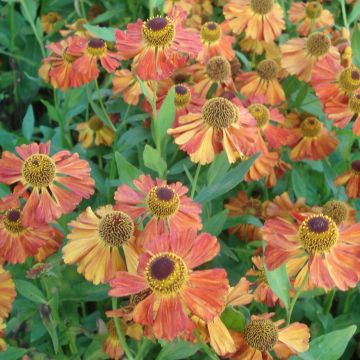 Helenium Flammenspiel - Zonnekruid