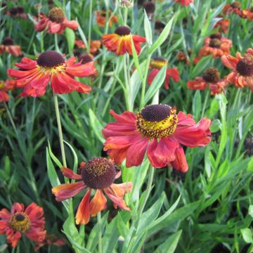 Helenium Kupferswerg - Zonnekruid