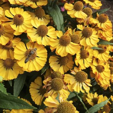 Helenium Okra Sundae - Zonnekruid