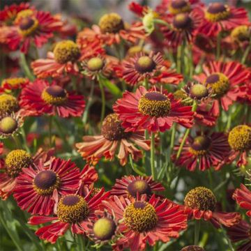 Helenium automnale Mariachi Ranchera - Zonnekruid