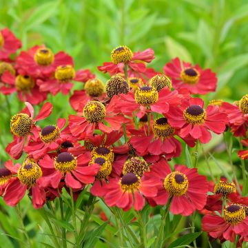 Helenium Red Jewel - Zonnekruid