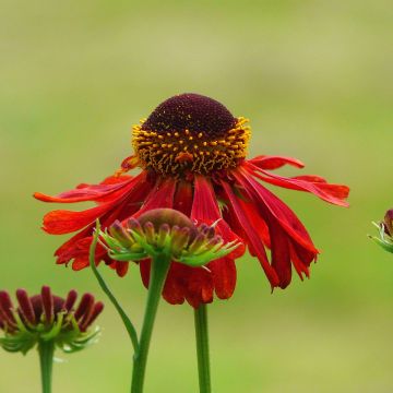Helenium Ruby Tuesday - Zonnekruid