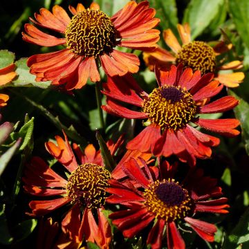 Helenium Mariachi Siesta - Zonnekruid