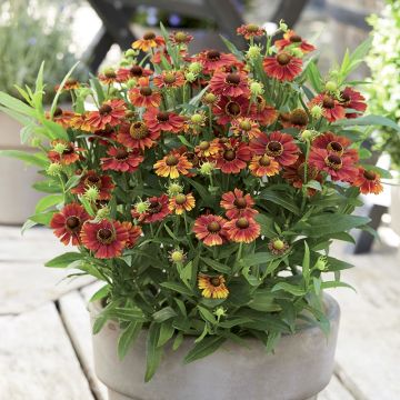 Helenium Strawberry Sundae - Zonnekruid