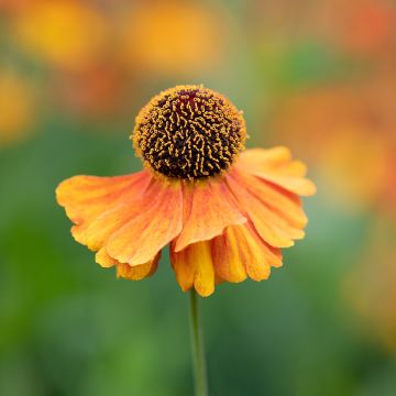 Helenium Waltraut - Zonnekruid