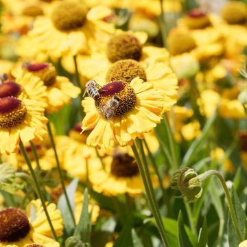Helenium Windley - Zonnekruid