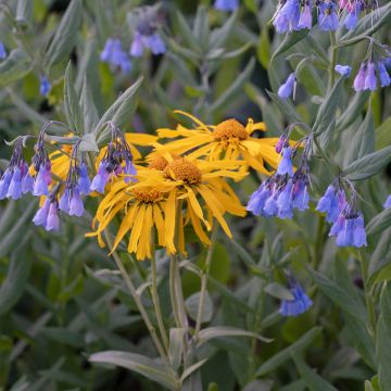 Helenium hoopesii - Zonnekruid