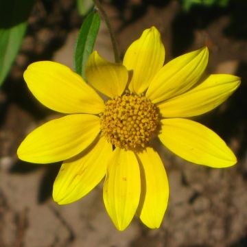 Helianthella quinquenervis - Kleine zonnebloem