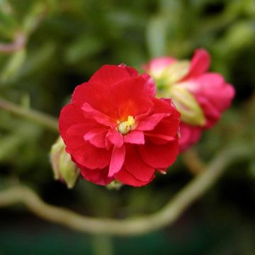 Helianthemum Cerise Queen - Zonneroosje