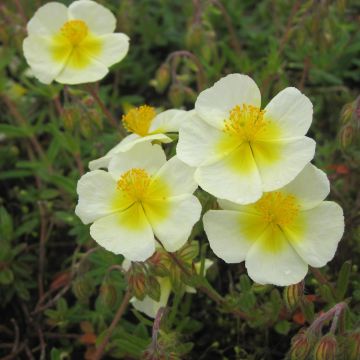 Helianthemum Elfenbeinglanz - Zonneroosje