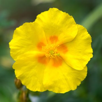 Helianthemum Golden Queen - Zonneroosje