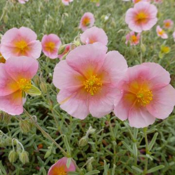 Helianthemum Rhodanthe Carneum - Zonneroosje