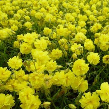 Helianthemum Sulphureum Plenum - Zonneroosje