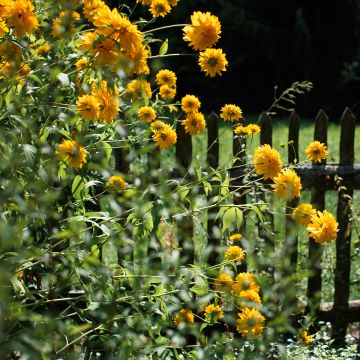 Helianthus Sunshine Daydream - Vaste zonnebloem