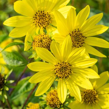 Helianthus Lemon Queen - Vaste zonnebloem