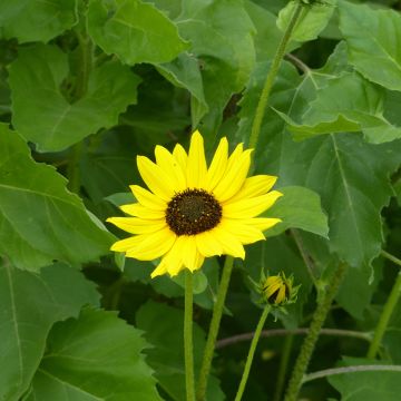 Helianthus cucumerifolius Stella (zaad) - Zonnebloem