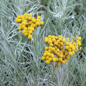 Helichrysum angustifolium Tall Curry - Kerrieplant