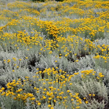 Helichrysum italicum Aladin - Kerrieplant