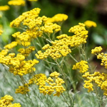 Kerrieplant - Helichrysum italicum
