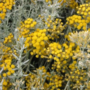 Kerrieplant - Helichrysum italicum ssp. microphyllum
