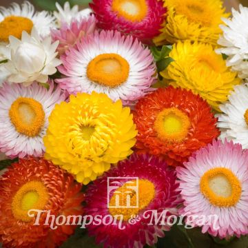 Helichrysum monstrosum Bright Bikini Mixed (zaad) - Strobloem
