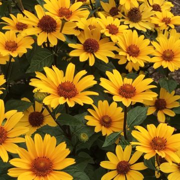 Heliopsis Punto Rosso - Zonneoog