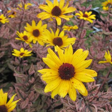 Heliopsis Summer Pink - Zonneoog