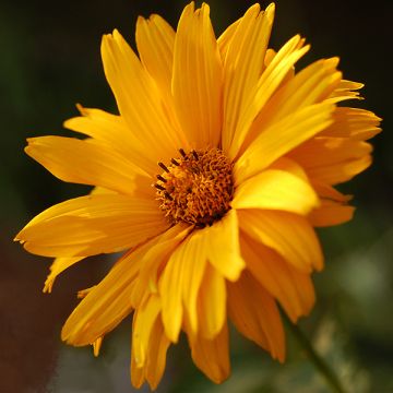Heliopsis helianthoides Summer Sun - Zonneoog