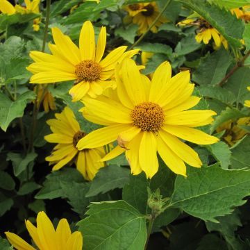 Heliopsis helianthoides Mars - Zonneoog