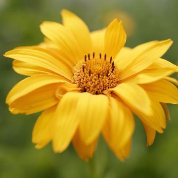Heliopsis helianthoides Venus - Zonneoog